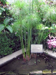 dwarf papyrus water lily in pot
